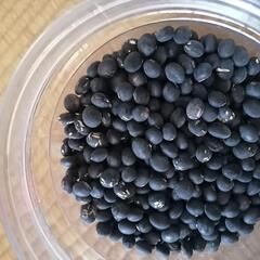 黒豆500g　種