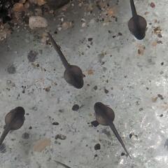 【ネット決済・配送可】カジカガエルのオタマジャクシ型幼生 10匹セット