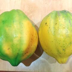 フルーツパパイヤ 2個合計2.3kg 黄色とオレンジ果肉2種類