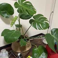 観葉植物　モンステラ　