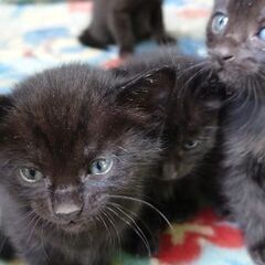 野良猫が軒下で出産した子猫4匹の里親募集します