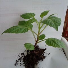 ●5月中で終了　観葉植物ミニダリア(プチダリア)➂　10cm成長...