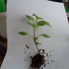 ●5月中で終了　観葉植物ミニダリア(プチダリア)②　10cm成長...
