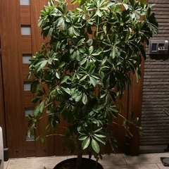 観葉植物　カポック（シェフレラ）高さ約165cm 