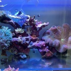 90センチオーバーフロー水槽一式