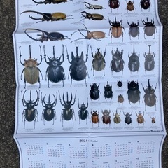今年の虫社のカレンダー