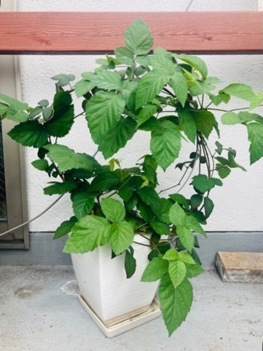 ブラックベリー　苗　ソーンフリー　\nトゲなし　大苗　鉢植え　4本　陶器鉢付き　受け皿付　ソーンフリー　 リング