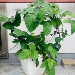 ブラックベリー　苗　ソーンフリー　
トゲなし　大苗　鉢植え　4本...