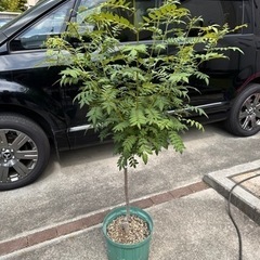 朝倉山椒の木