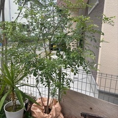 庭木シマトネリコ170センチ