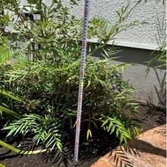 マホニアコンフューサ　３本🌲　ドライガーデン　植木　