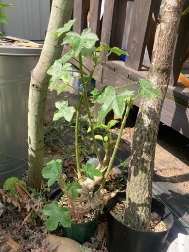 ヤトロファ　スピカータ　塊根植物　観葉植物