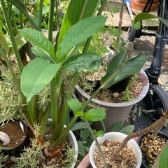 アダンソニア　ディキダータ　バオバブ　塊根植物　観葉植物　