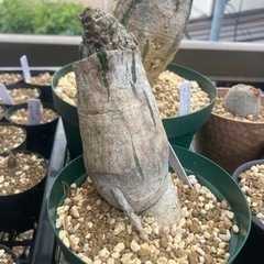 プセウドボンバックスエリプティクム　塊根植物　観葉植物