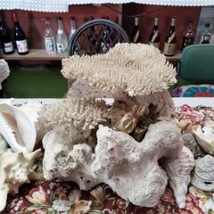 40年程手元サンゴ貴重