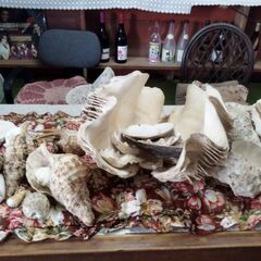 40年程手元サンゴ貴重