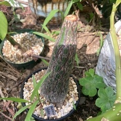 プセウドボンバックス　エリプティクム　塊根植物　観葉植物
