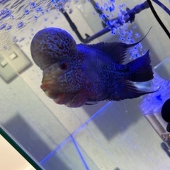 古代魚引き取り来れる方のみ。ポリプ、フラワーホーンも相談にのります