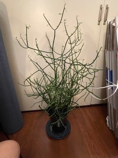 観葉植物　ミルクブッシュ