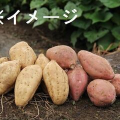 【5/29締め切り】20本売りしているサツマイモの苗を半分だけ欲...