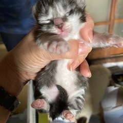 知人宅で産まれた仔猫
