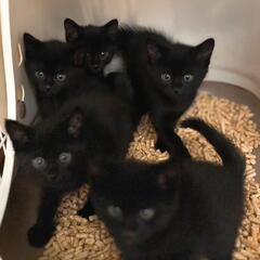 黒猫きょうだい５匹