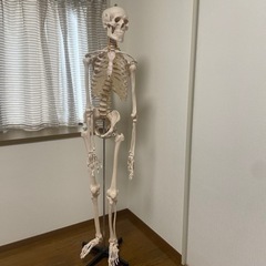 【希望の方は27日にお願いいたします❣️】人体模型  骨格 整体...