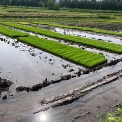 新潟県産　稲の苗　１枚