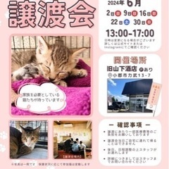 ⭐️6月9日は（旧）山下酒店でほごねこ譲渡会⭐️小郡市力武13-7