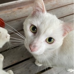 白猫ちゃん