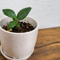 【希少】種から育てたパンダガジュマル　観葉植物ング