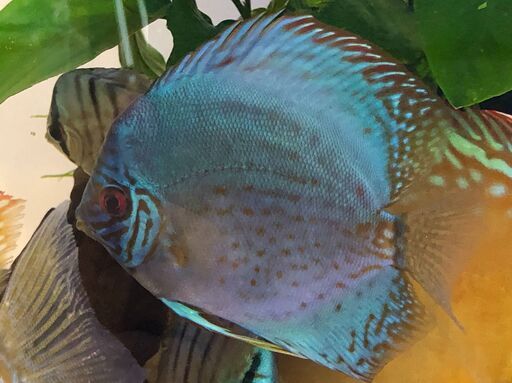 ディスカスブルー系 若魚 ２匹 10cm〜12cmくらい