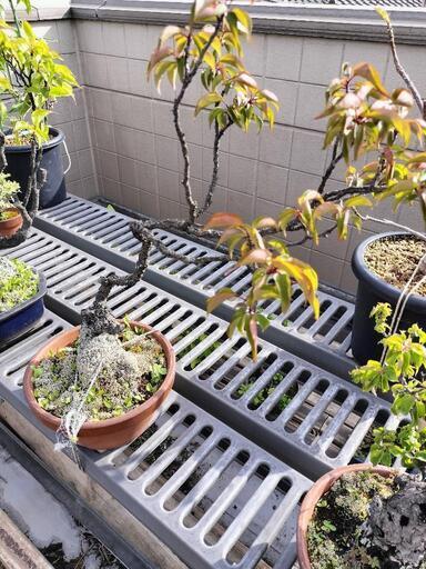 亡き祖父の紅白の梅の盆栽