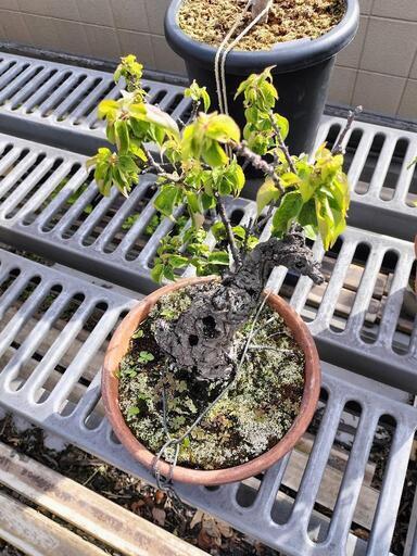 亡き祖父の紅白の梅の盆栽