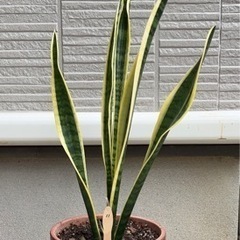 観葉植物 サンスベリア11