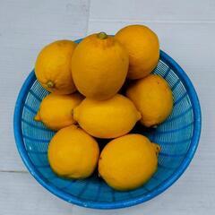 自宅で無農薬栽培したレモン１個７０円