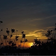 市川側の江戸川で夕陽のタイミングで一緒に写真片手に散歩しませんか？