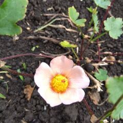 ガーデニング 取引中