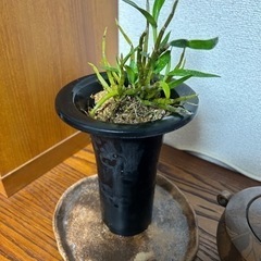 植物・花苗・セッコク（鉢無し¥800