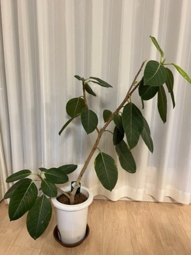観葉植物　フィカス