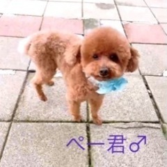 🐶里親さん募集します🐶