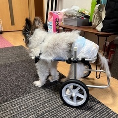 小型犬　歩行器　車椅子　Sサイズ