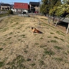 引っ越すこととなり飼育ができなくなりました。