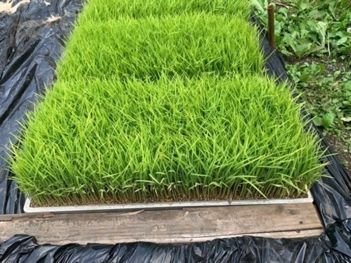 水稲育苗床お譲りします。 水稲育苗床お譲りします。