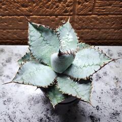 アガベ　チタノタ　ライオンズメーン