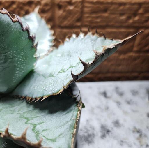 アガベ チタノタ狂刺夕映日蝕 強刺斑入り 台湾株