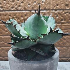 チタノタ　ブラックアンドブルー極上株