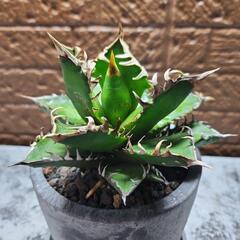 アガベ　チタノタレッドキャットウィーズル赤猫　裏棘