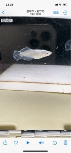 夢中様直系スペード若魚