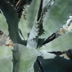 耐寒性アガベ　８０Φの大株　サルミアナ フェロックス 